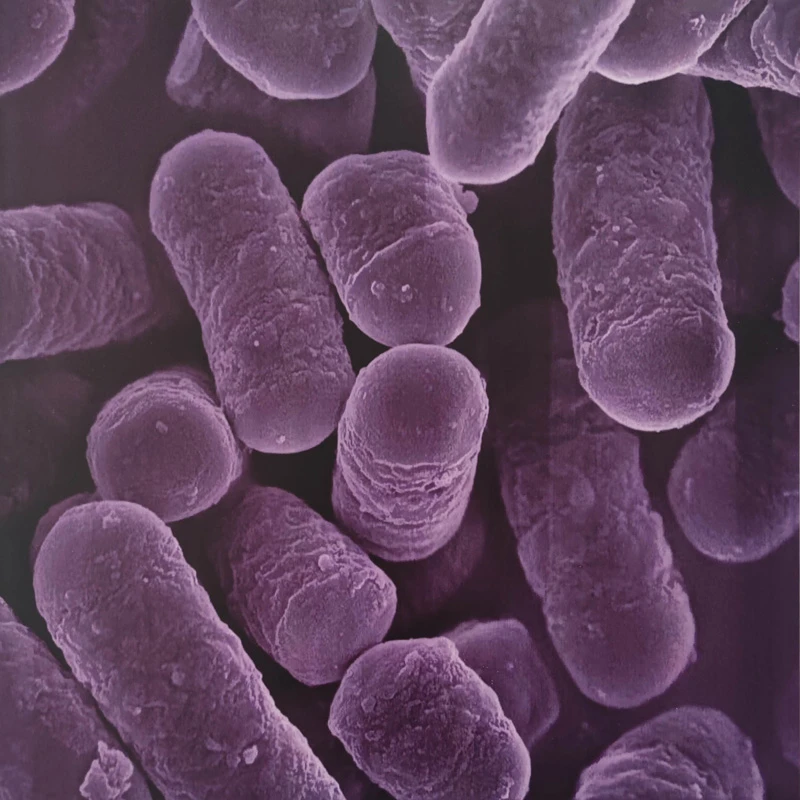 Gut health support Gut health support