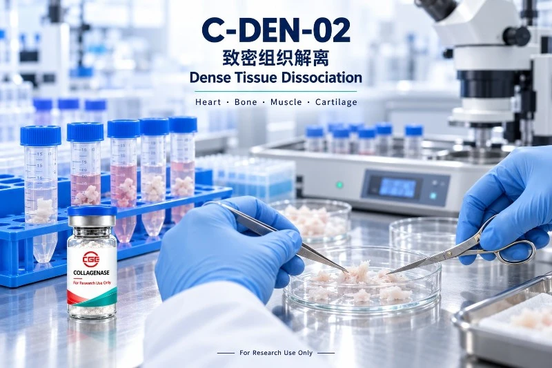 CGE Collagenase C-DEN-02 for Dense Tissue Dissociation CGE collagenase application series illustration CGE Collagenase C-DEN-02 for Dense Tissue Dissociation CGE collagenase application series illustration
